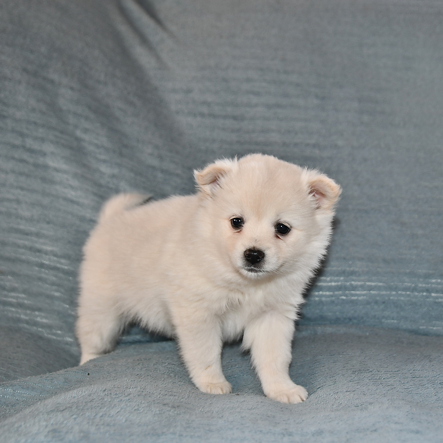Amber Pomeranian and American Eskimo Hybrid Puppy for Sale in