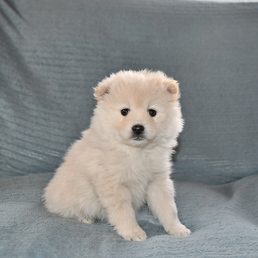 Alex Pomeranian and American Eskimo Hybrid Puppy for Sale in Freeport
