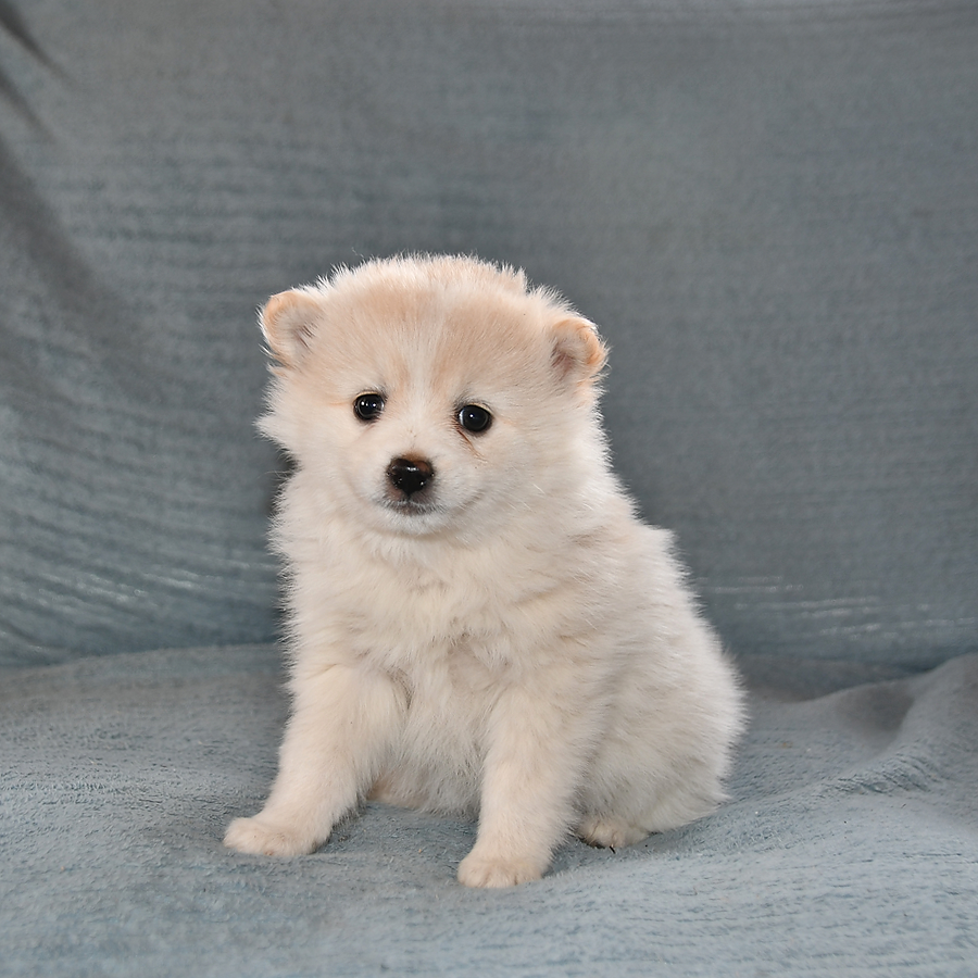 Abby Pomeranian and American Eskimo Hybrid Puppy for Sale in Freeport