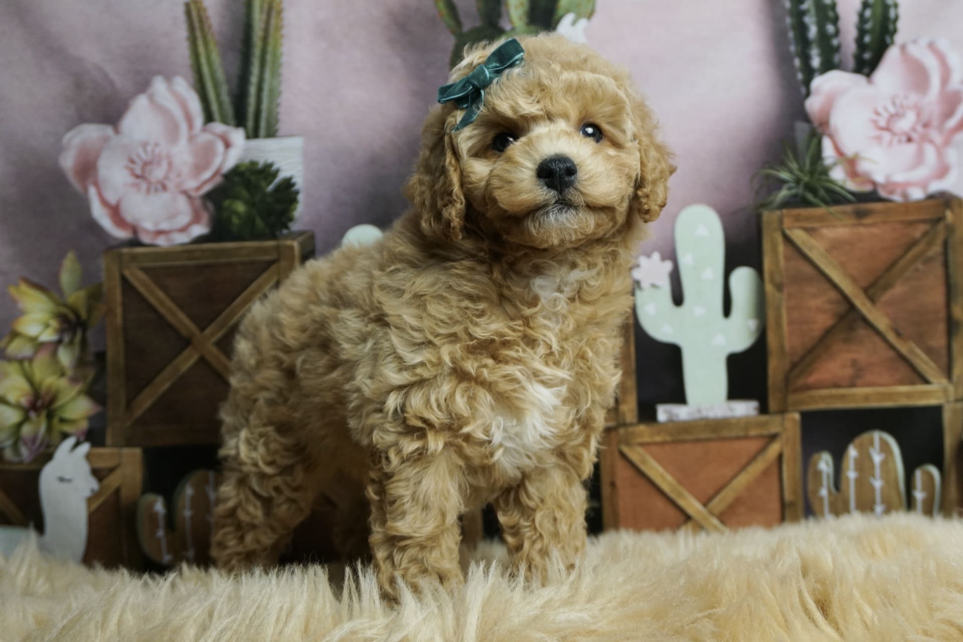 Clover Poodle Miniature Puppy for Sale in WARSAW, IN Lancaster Puppies