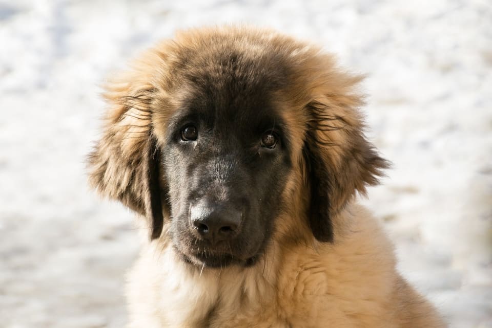 Photo of Leonberger