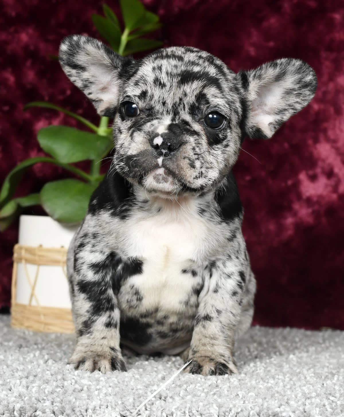 Unique - French Bulldog Puppy for Sale in Millersburg, OH | Lancaster ...
