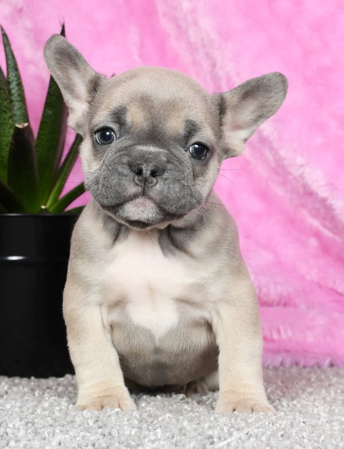 Waldo - French Bulldog Puppy for Sale in Millersburg, OH | Lancaster ...