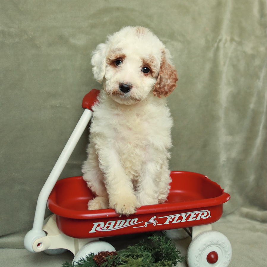 Nova Goldendoodle Puppy for Sale in Elizabethville, PA Lancaster