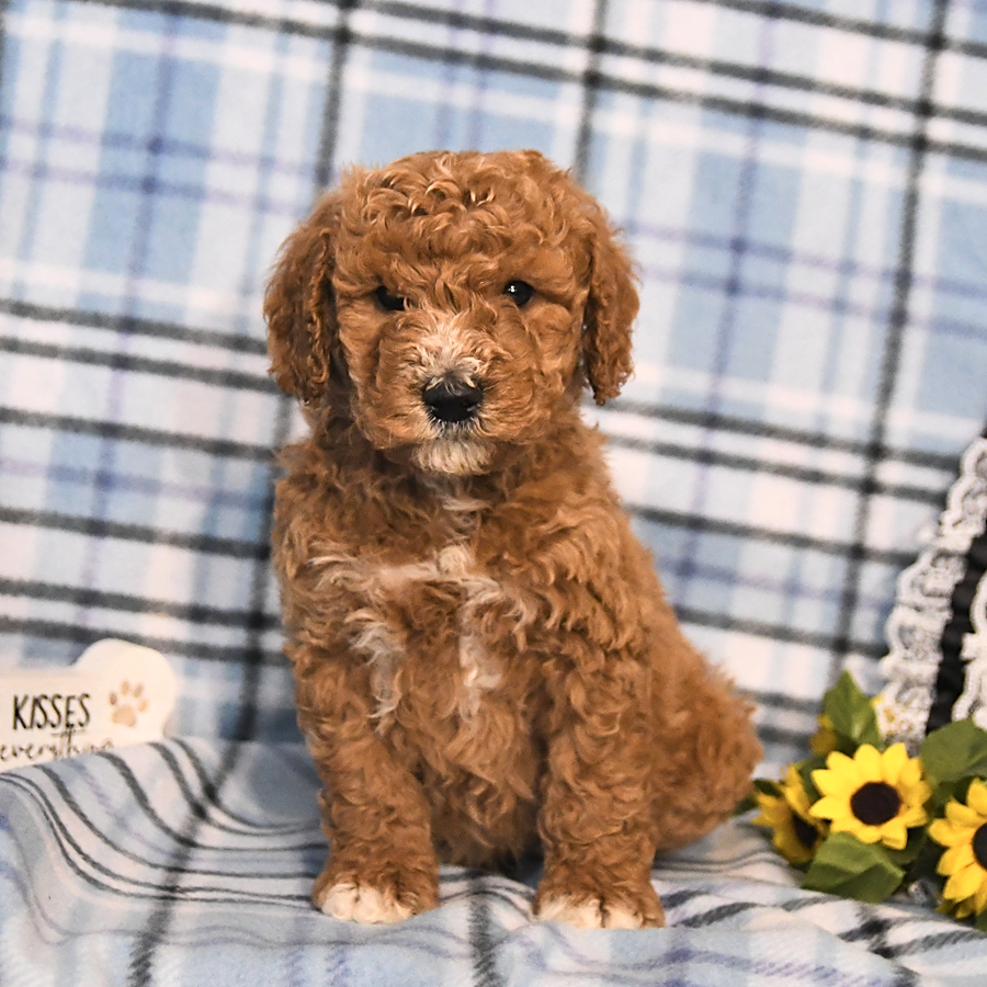 Buster Goldendoodle Puppy for Sale in Palmyra, PA Lancaster Puppies