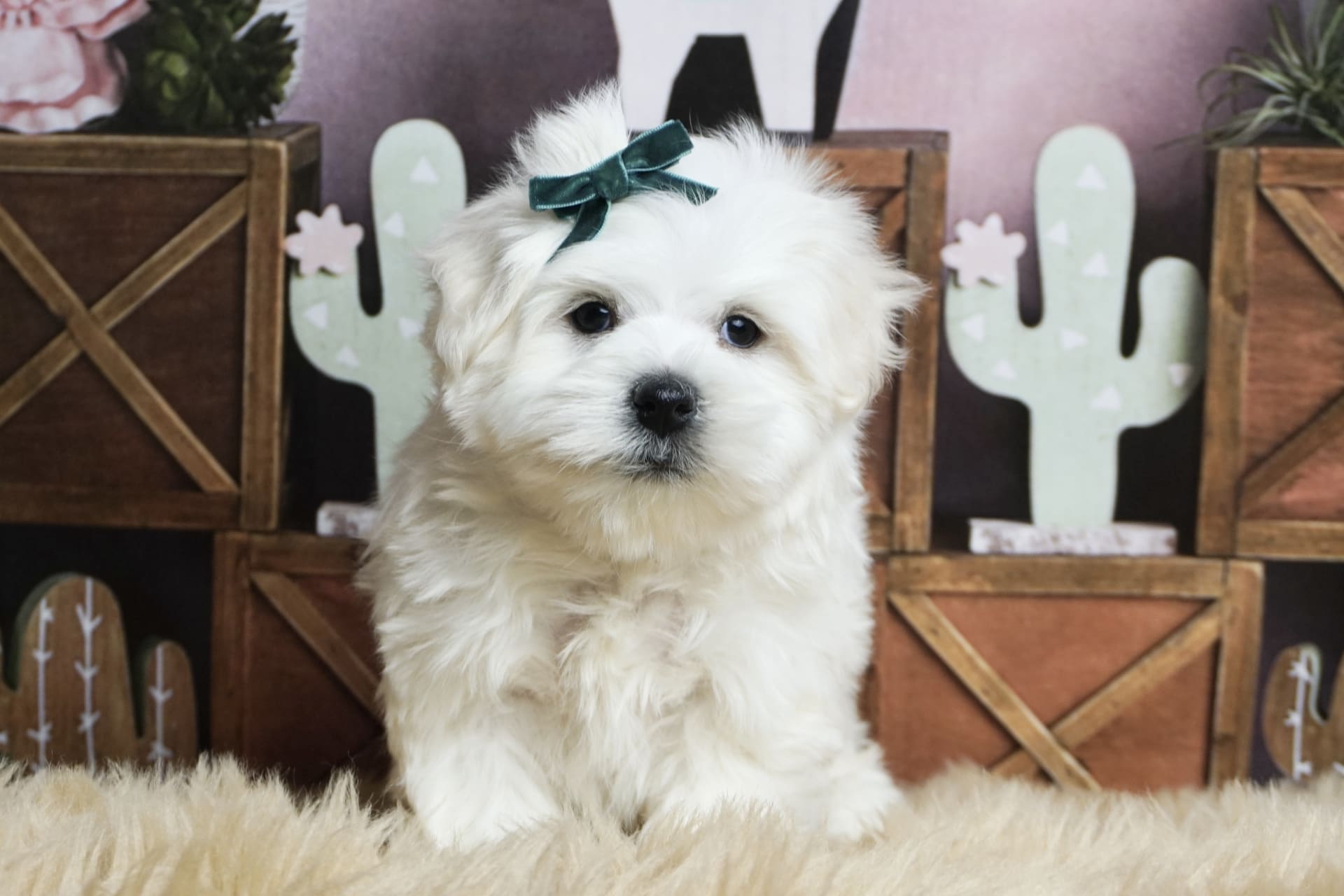 Seeka Maltese Puppy for Sale in WARSAW, IN Lancaster Puppies