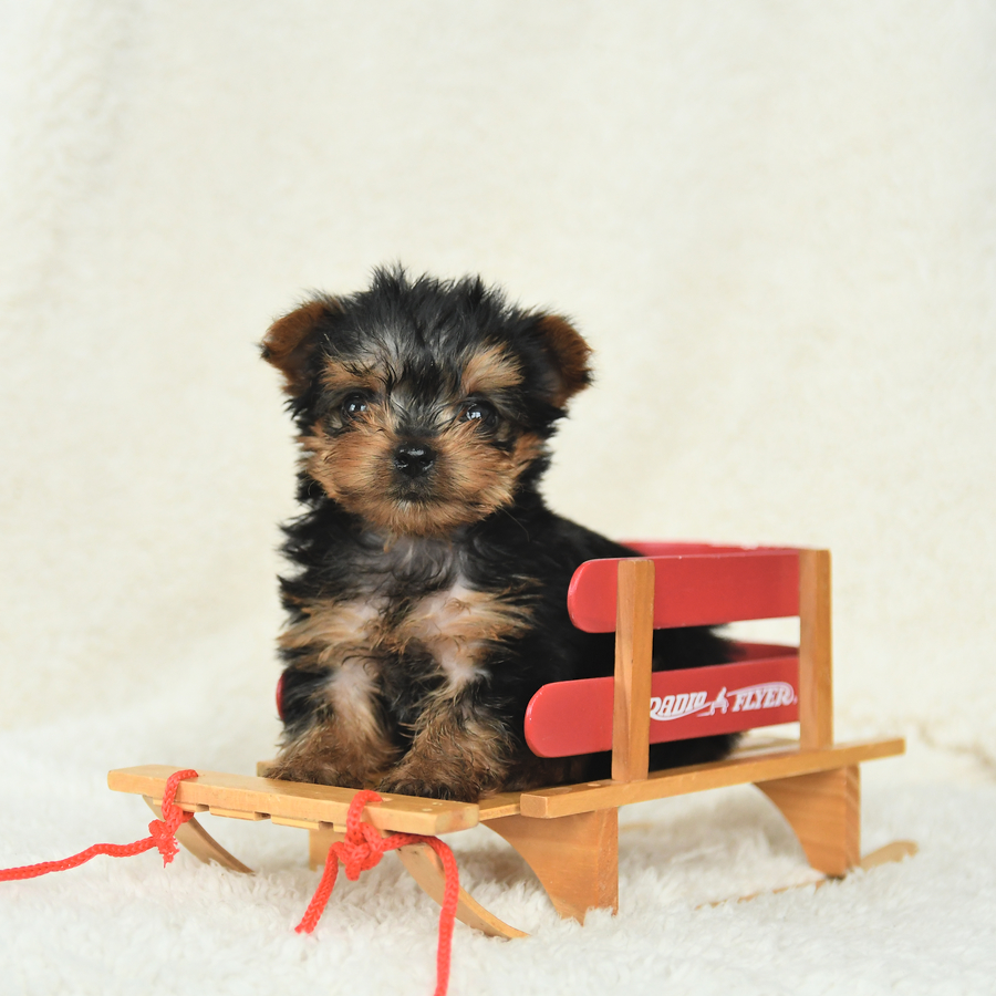 Tiny Yorkshire Terrier Puppy for Sale in Mifflinburg, PA Lancaster