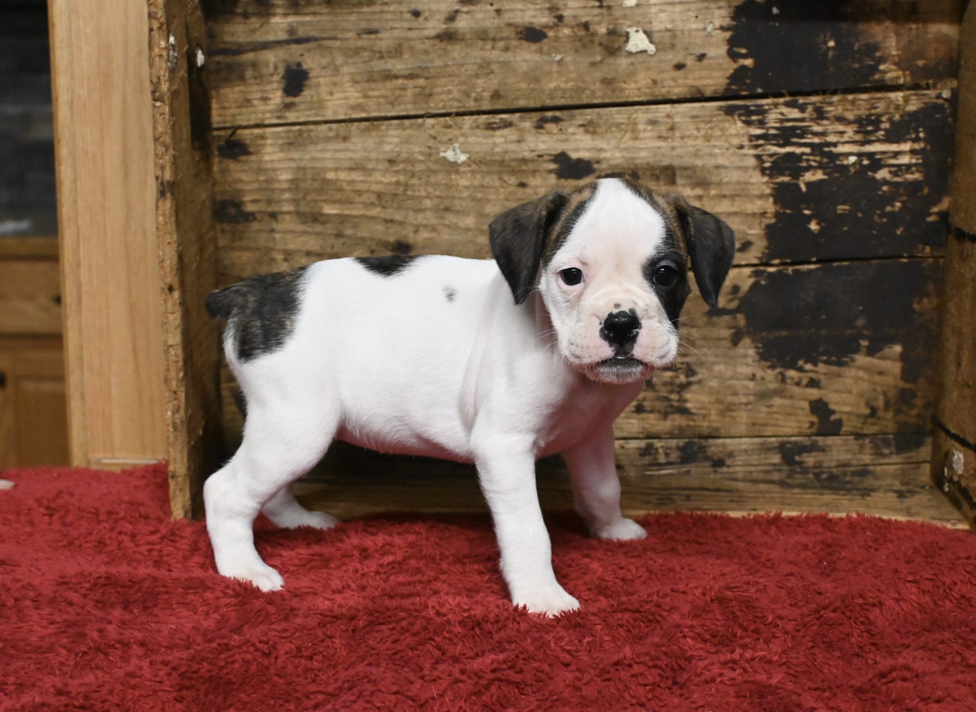Brandy Boxer and English Bulldog Hybrid Puppy for Sale in Fredericksburg, OH Lancaster Puppies