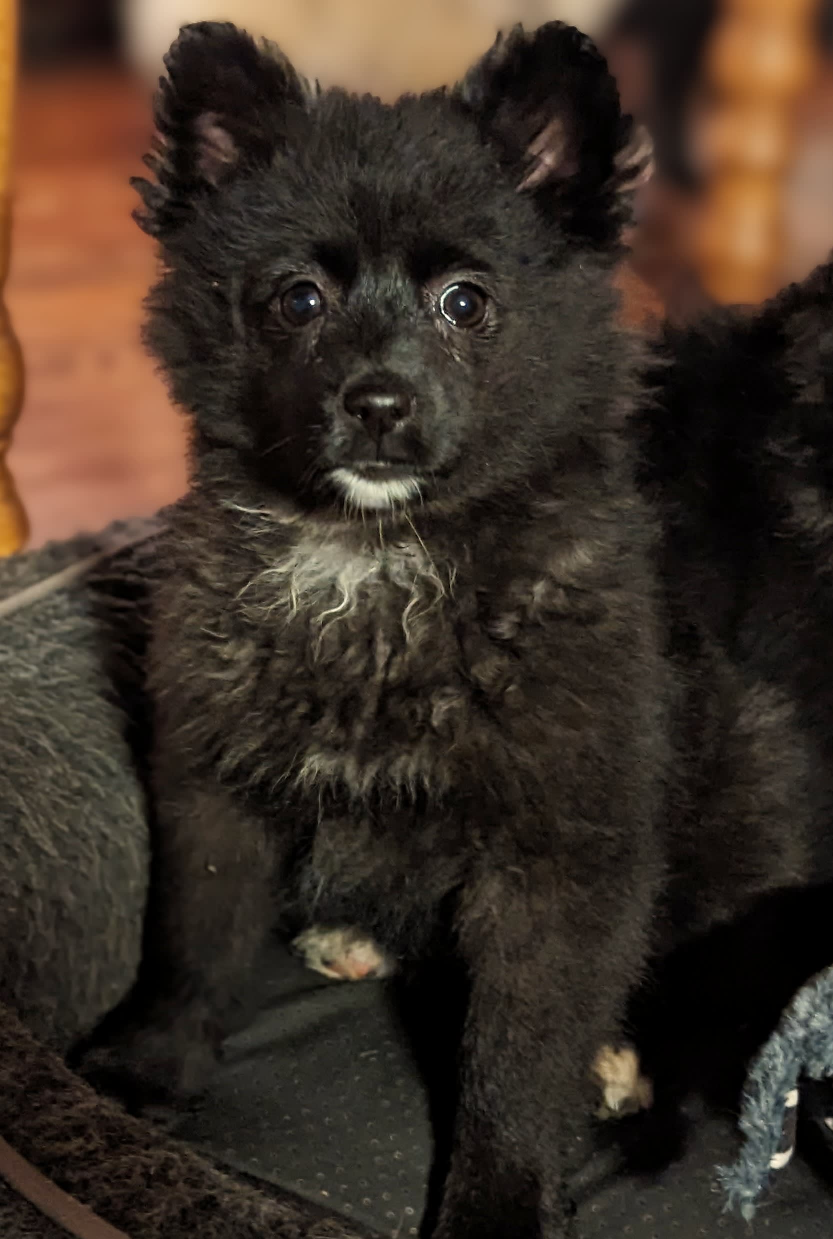 Miss Heather American Eskimo and Pomeranian Hybrid Puppy for Sale in