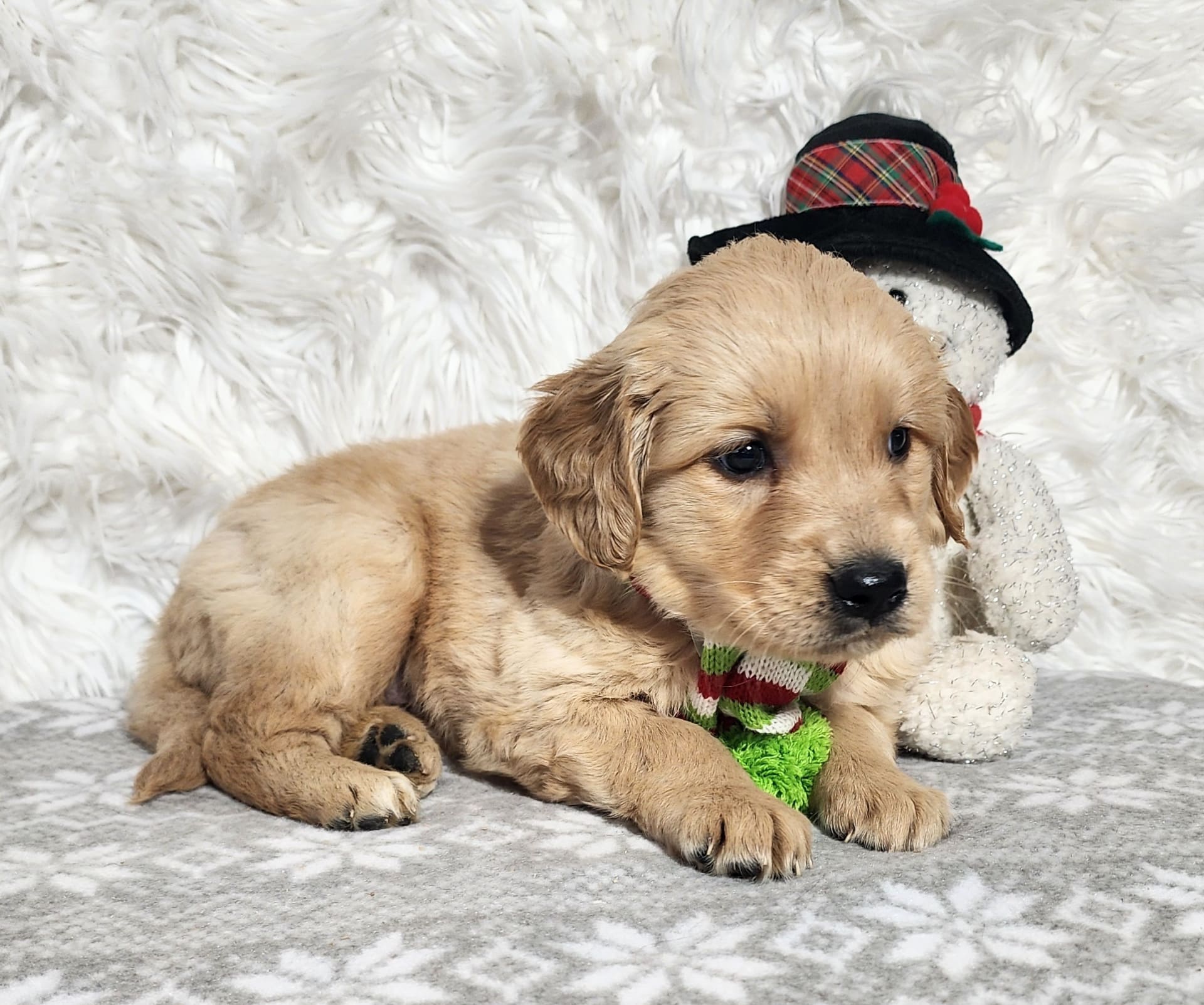 Lancaster Puppies Golden Retriever - 98yx7ra