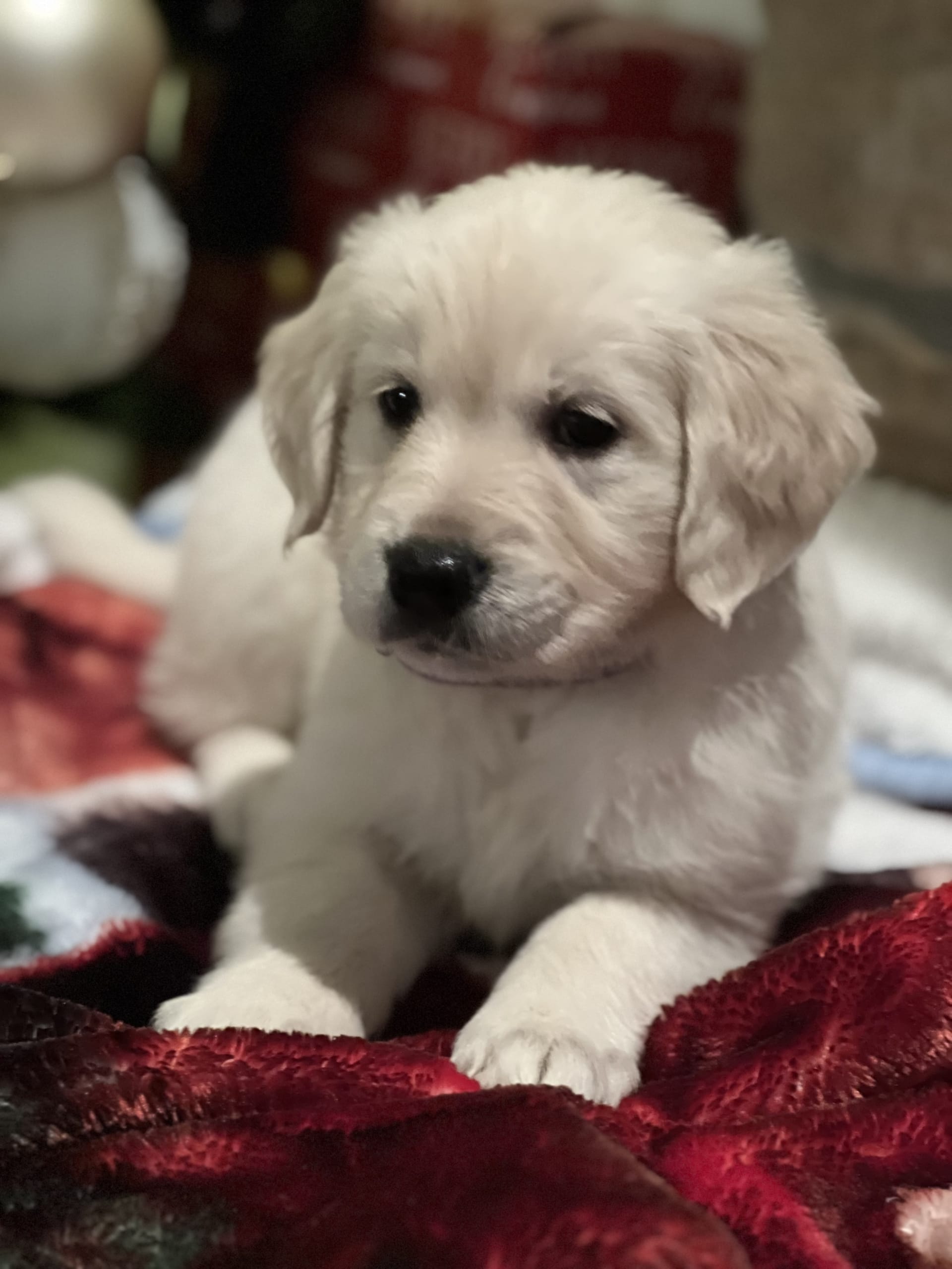 Lancaster Puppies Golden Retriever - ujezvel