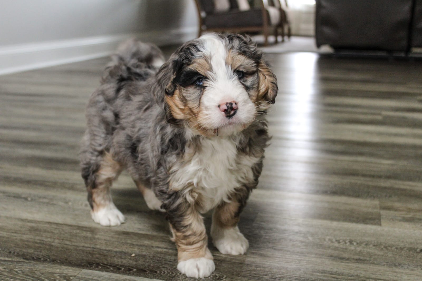Mugsy - Bernese Mountain Dog and Poodle Miniature Hybrid Puppy for Sale ...