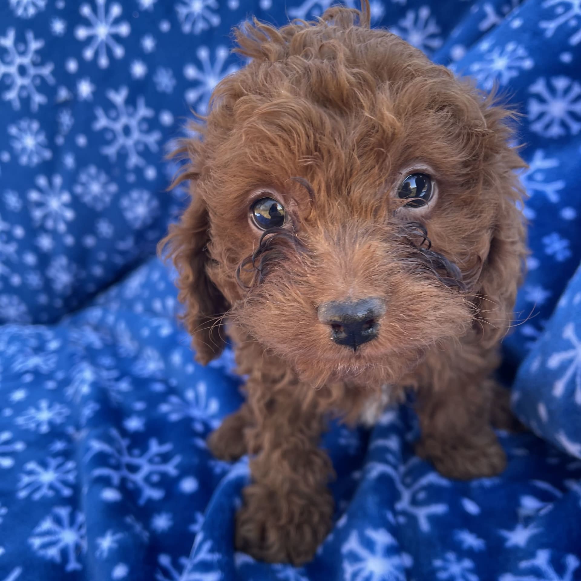 Rusty Cavapoo Puppy for Sale in Lancaster, PA Lancaster Puppies