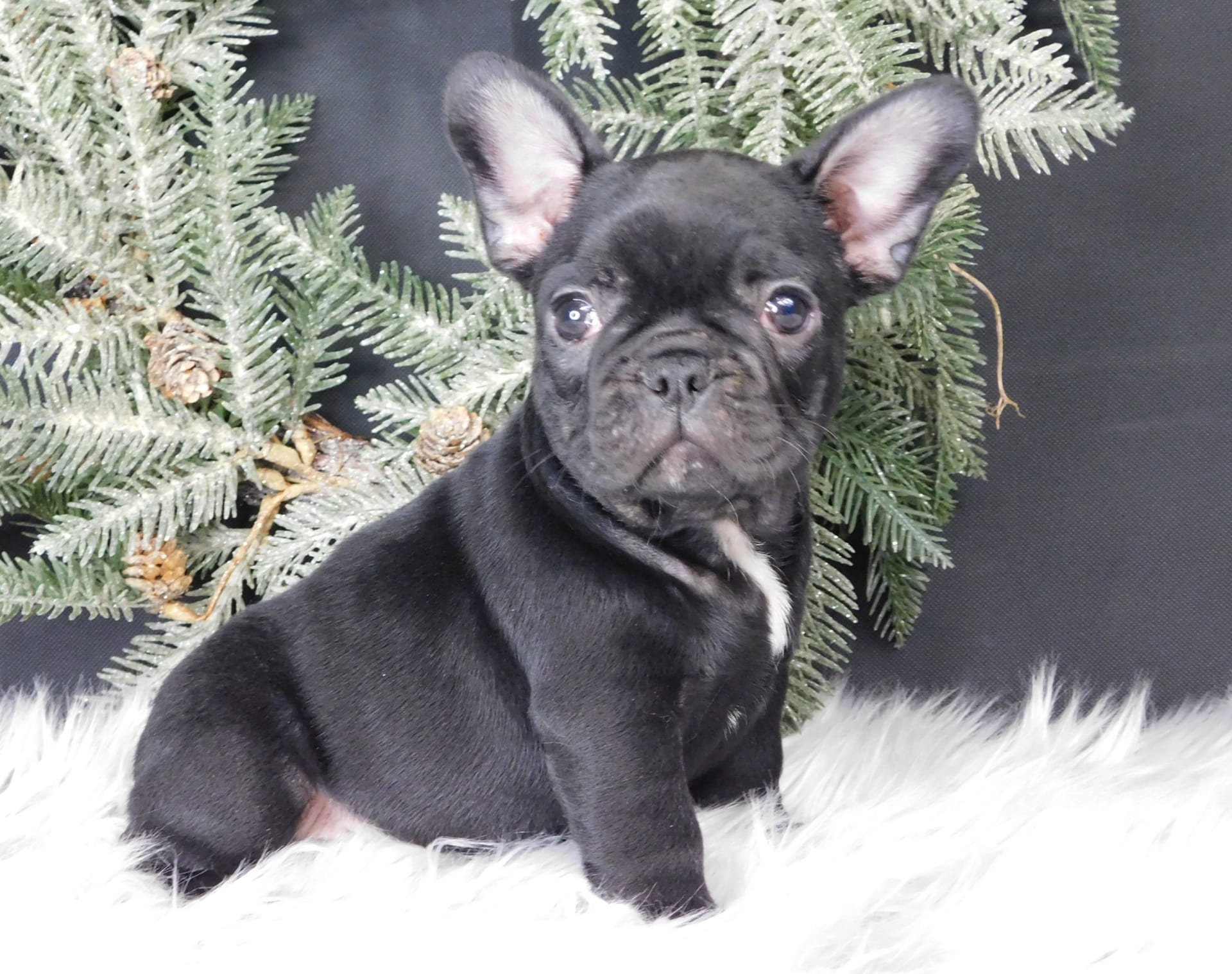 Dozer - French Bulldog Puppy for Sale in Millersburg, OH | Lancaster ...