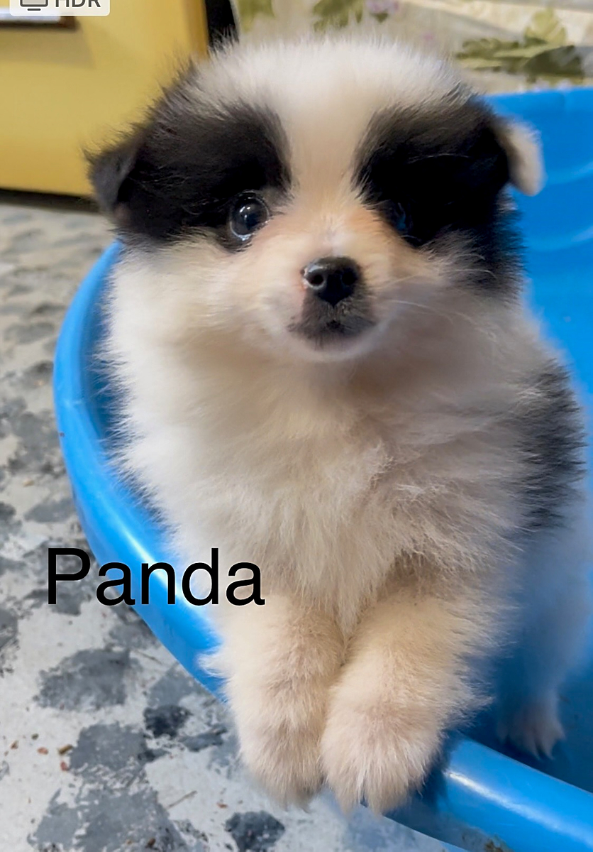 Panda Pomeranian Puppy for Sale in Rockville, IN Lancaster Puppies