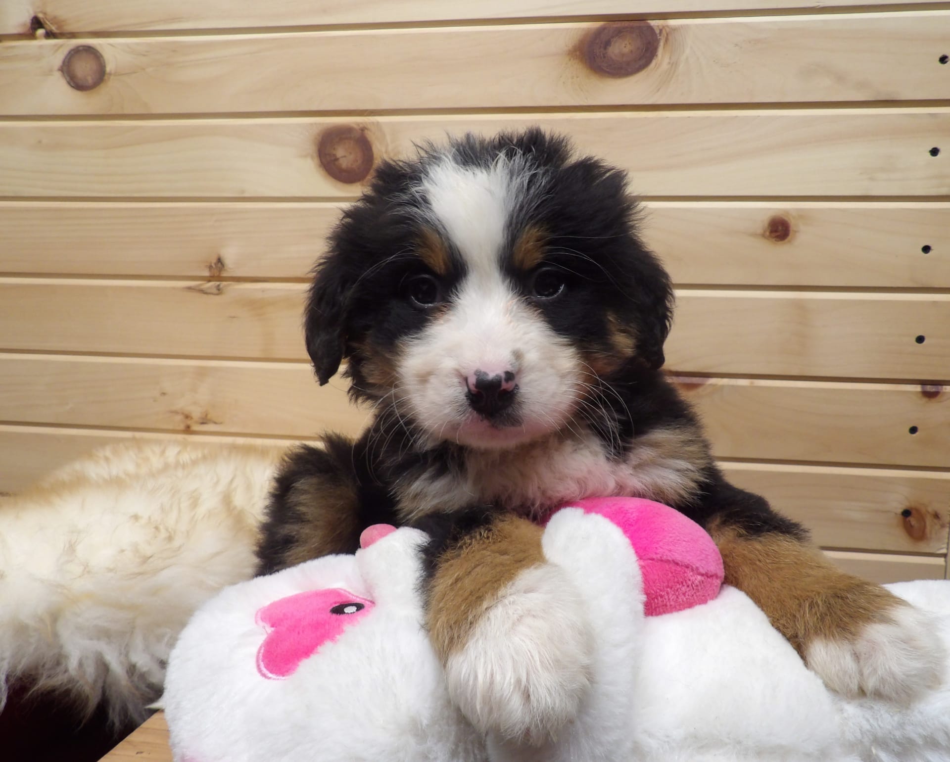 Dogs For Sale Kalamazoo Michigan - 2w527dw