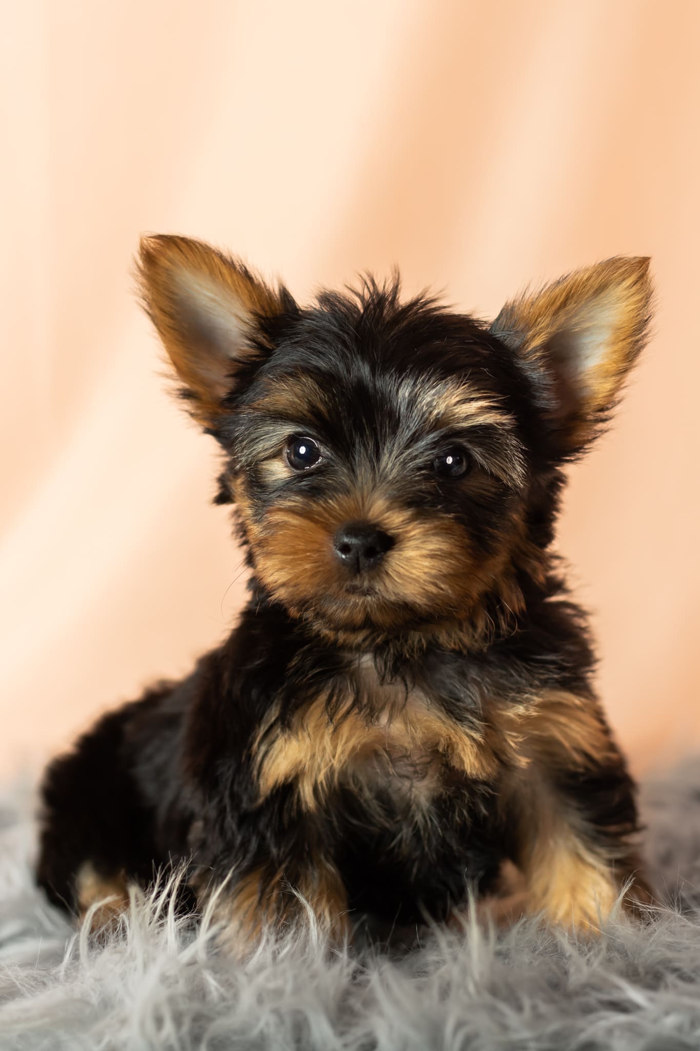 Brenly Yorkshire Terrier Puppy for Sale in Warsaw, IN Lancaster Puppies