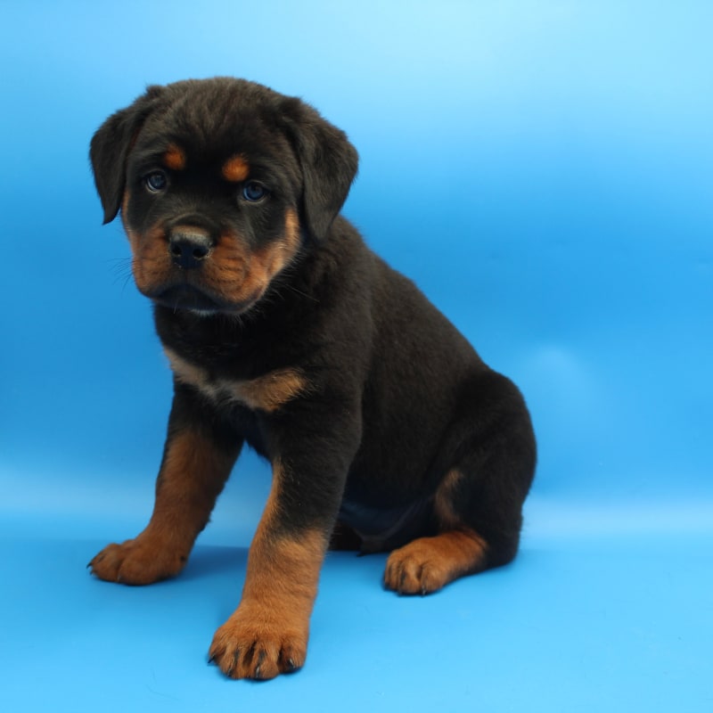 Daxter Rottweiler Puppy for Sale in Millersburg, OH Lancaster Puppies
