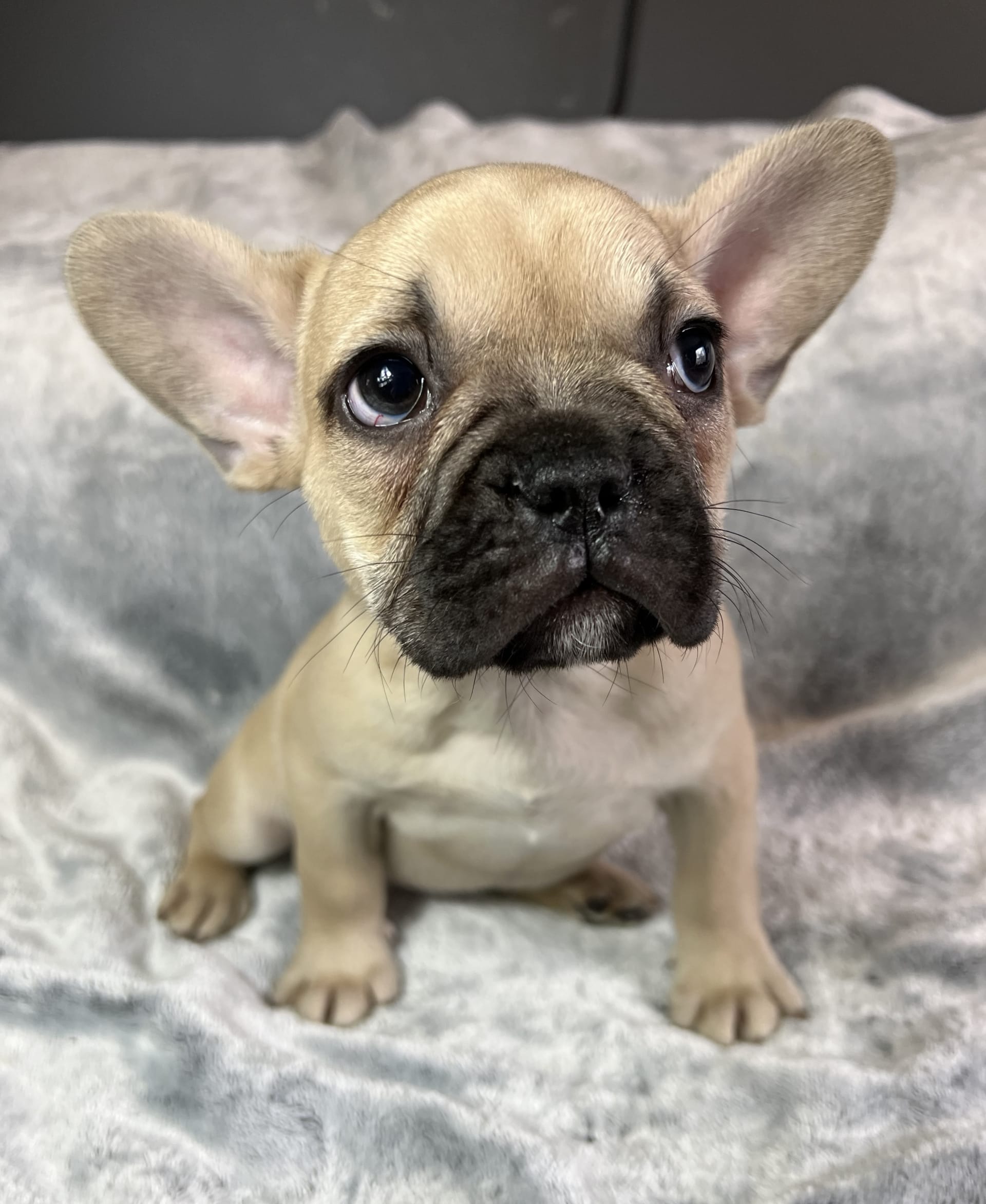 Classic - French Bulldog Puppy for Sale in Benton, PA | Lancaster Puppies