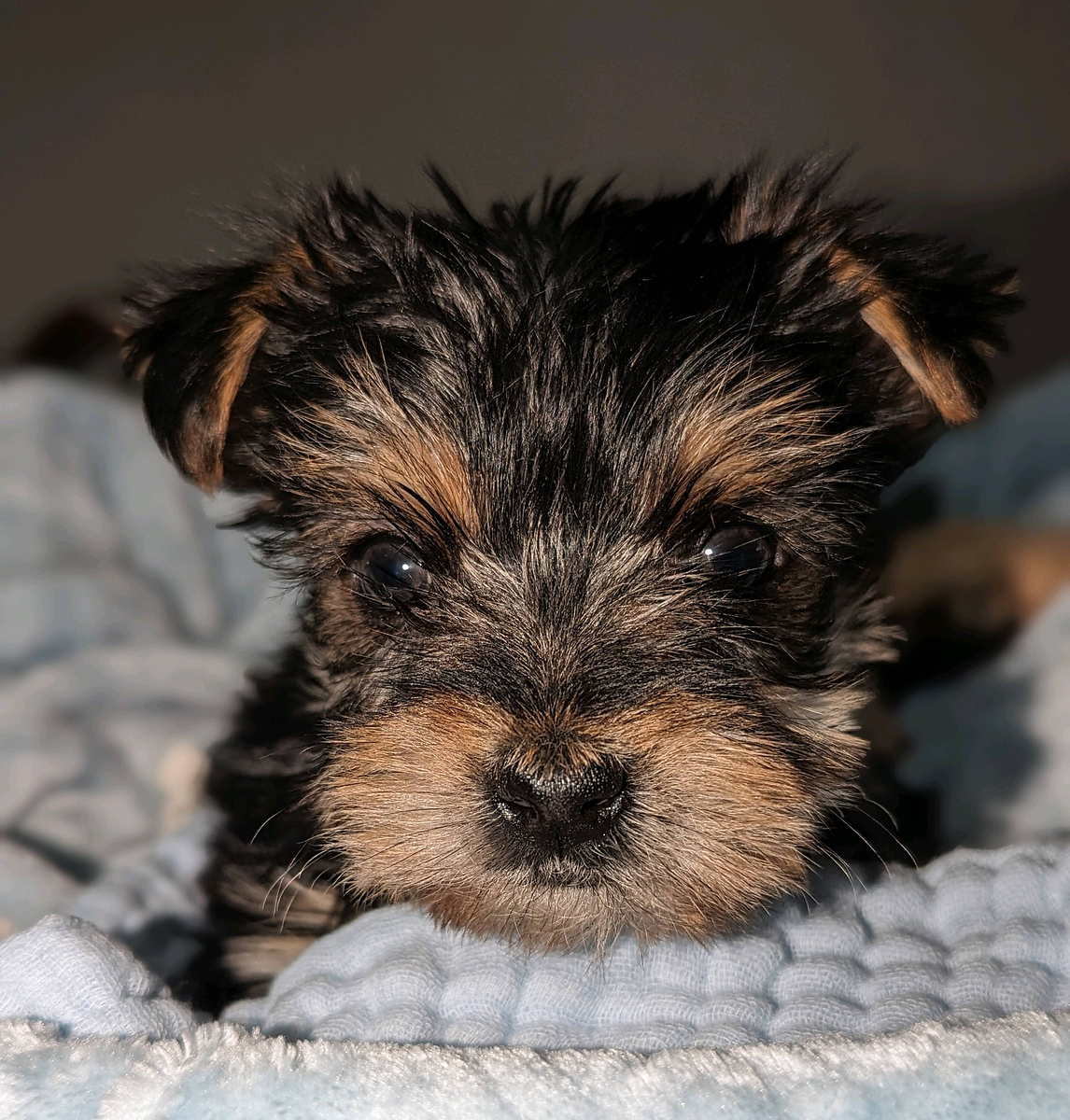 Abe Yorkshire Terrier Puppy for Sale in Mooreland, IN Lancaster Puppies