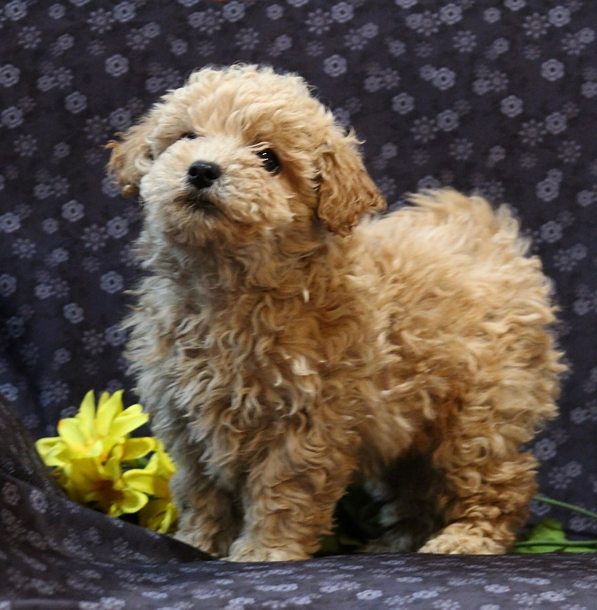 Tyrone Bichpoo Puppy for Sale in Greenwich, OH Lancaster Puppies