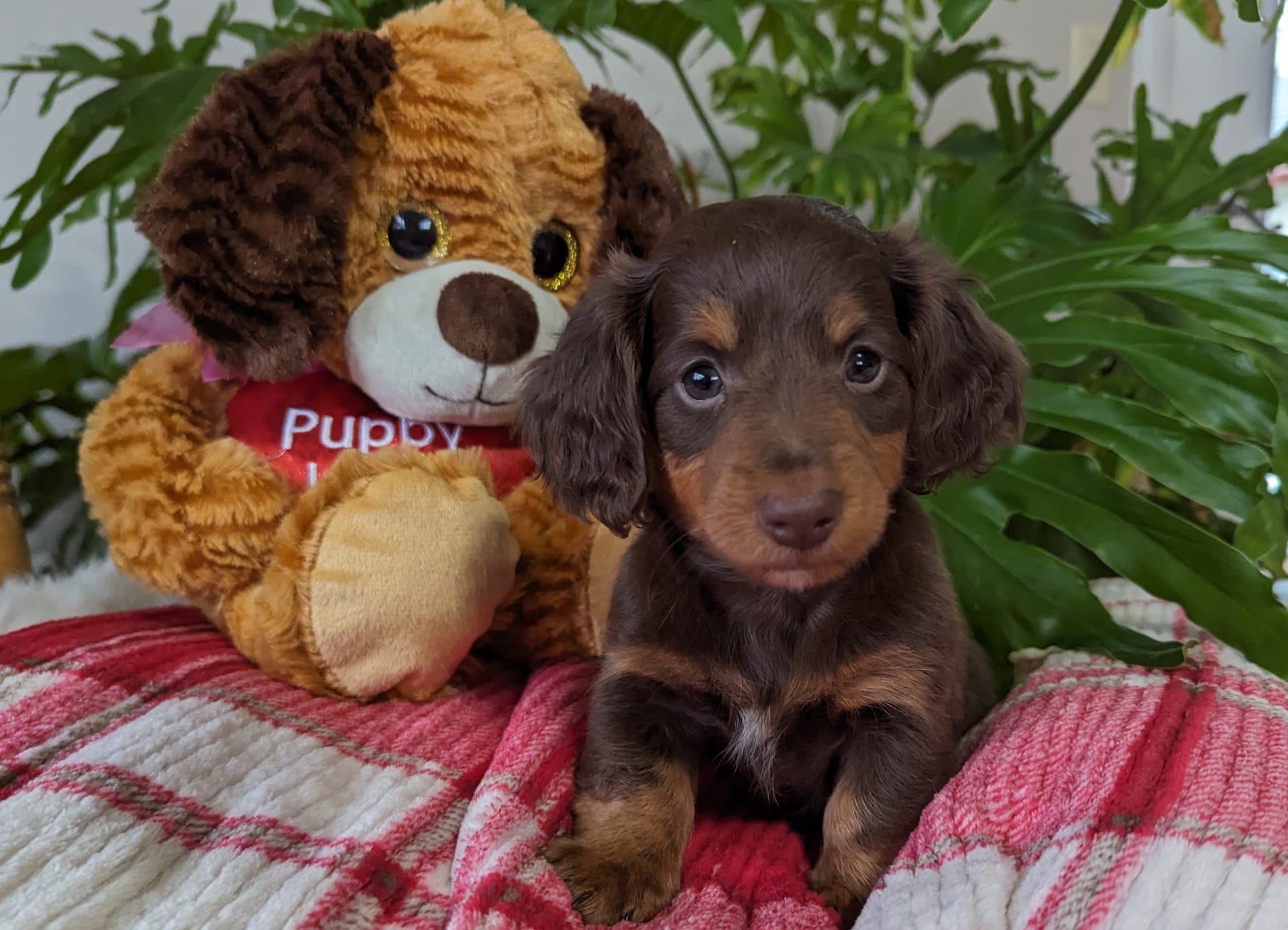 Peanut Dachshund Puppy for Sale in malone, NY Lancaster Puppies