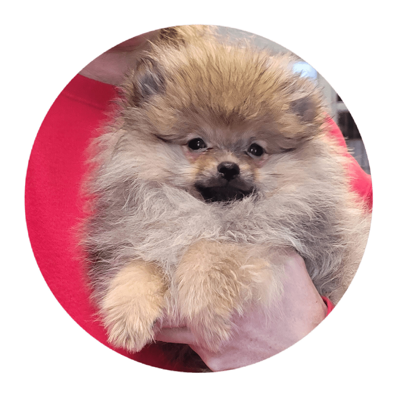 Kobe Pomeranian Puppy for Sale in Brookville, PA Lancaster Puppies