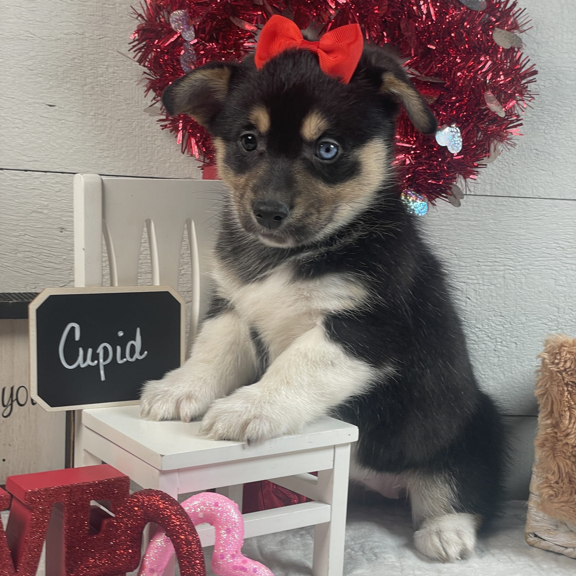 Cupid Siberian Husky and Welsh (Pembroke) Hybrid Puppy for Sale