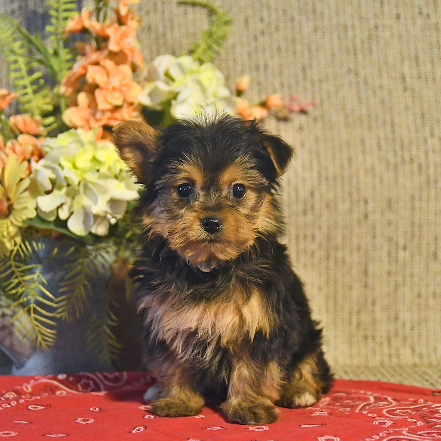 Trixie Yorkshire Terrier Puppy for Sale in Lititz, PA Lancaster Puppies
