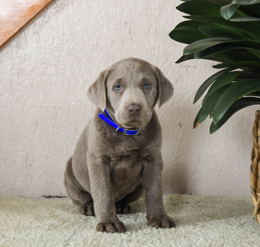 Lane Labrador Retriever Puppy for Sale in Narvon PA Lancaster