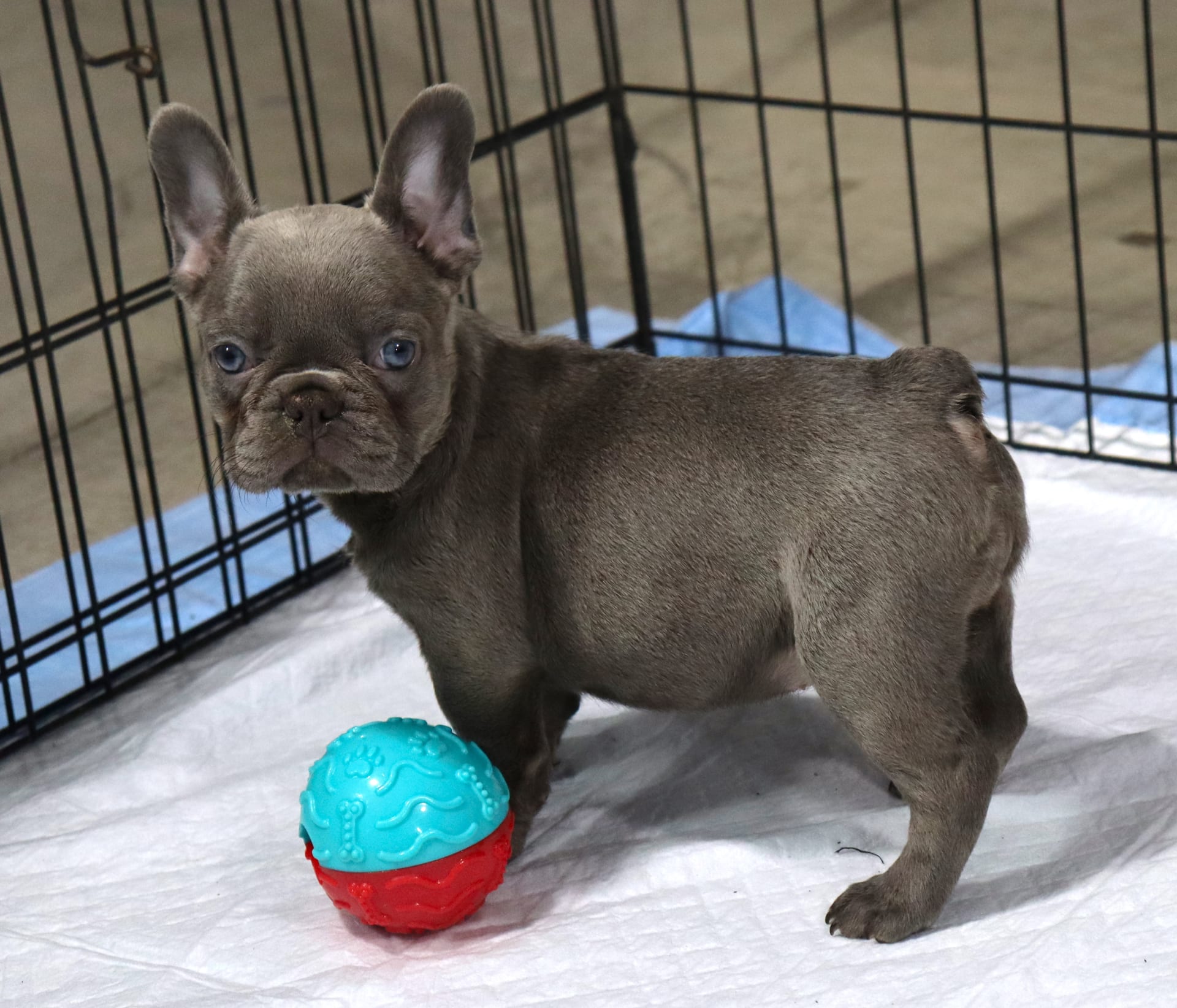Craigslist Ohio Puppies 23 - vq7qlog