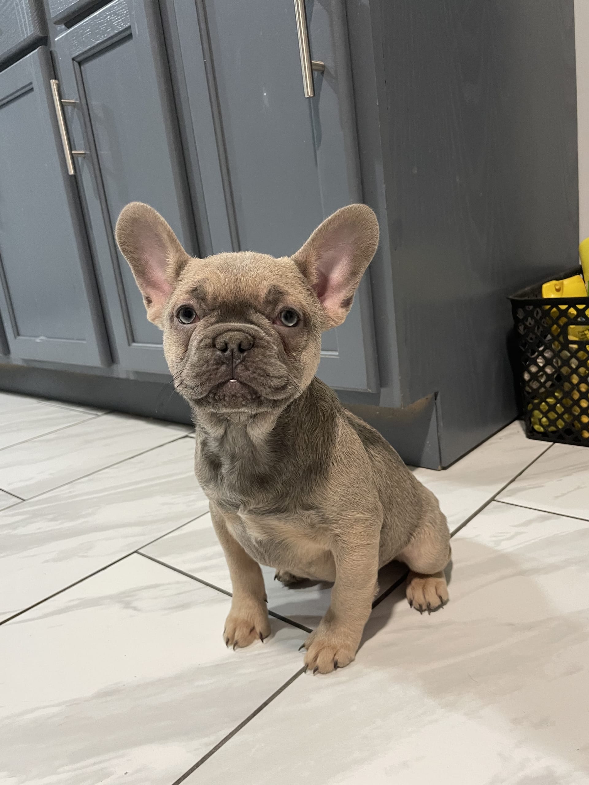 Trixie - French Bulldog Puppy for Sale in Canton, OH | Lancaster Puppies