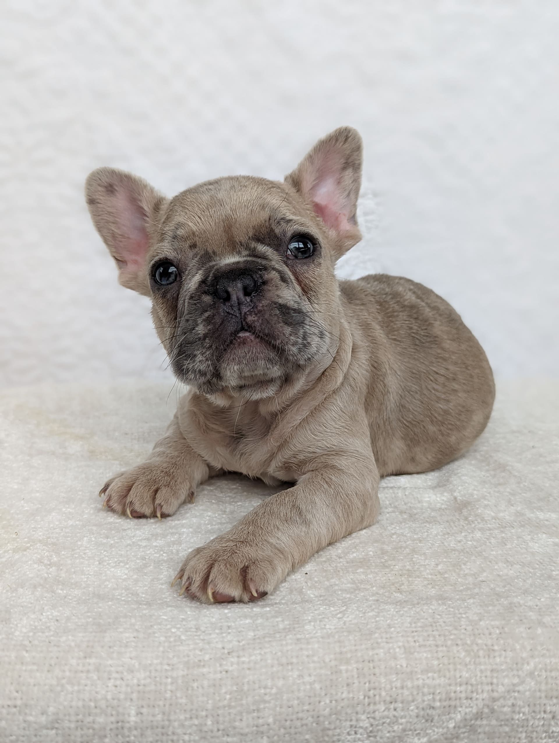 Charlie - French Bulldog Puppy for Sale in newville, PA | Lancaster Puppies