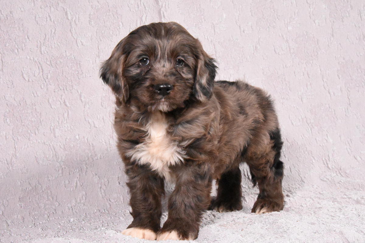 Randy Cockapoo Puppy for Sale in Mifflinburg, PA Lancaster Puppies