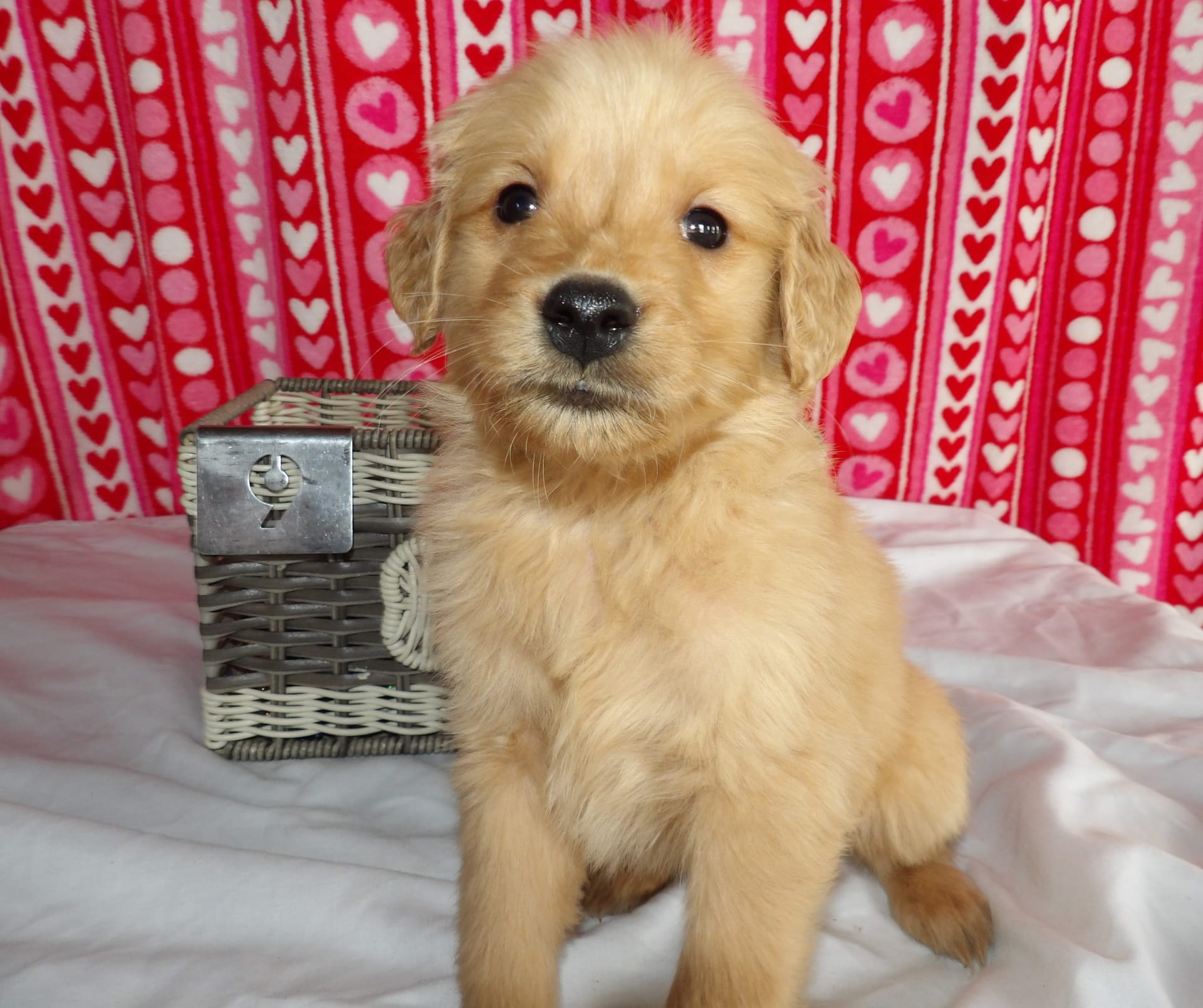 Lancaster Puppies Golden Retriever - 48lq9bx