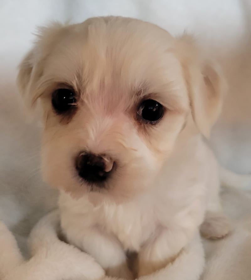 Hazel Havanese and Maltese Hybrid Puppy for Sale in east earl, PA Lancaster Puppies