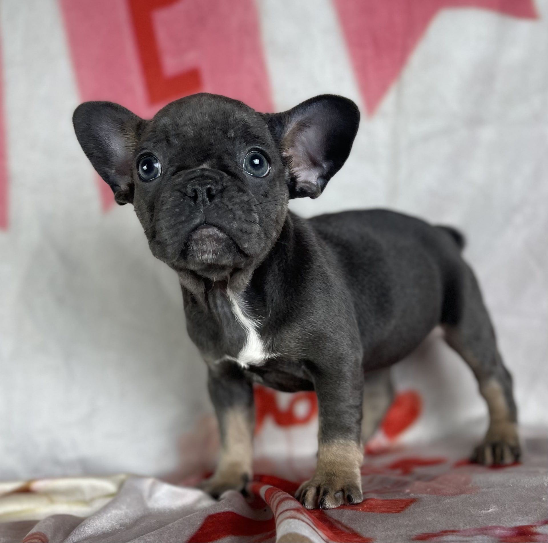 Ariel - French Bulldog Puppy for Sale in Canton, OH | Lancaster Puppies