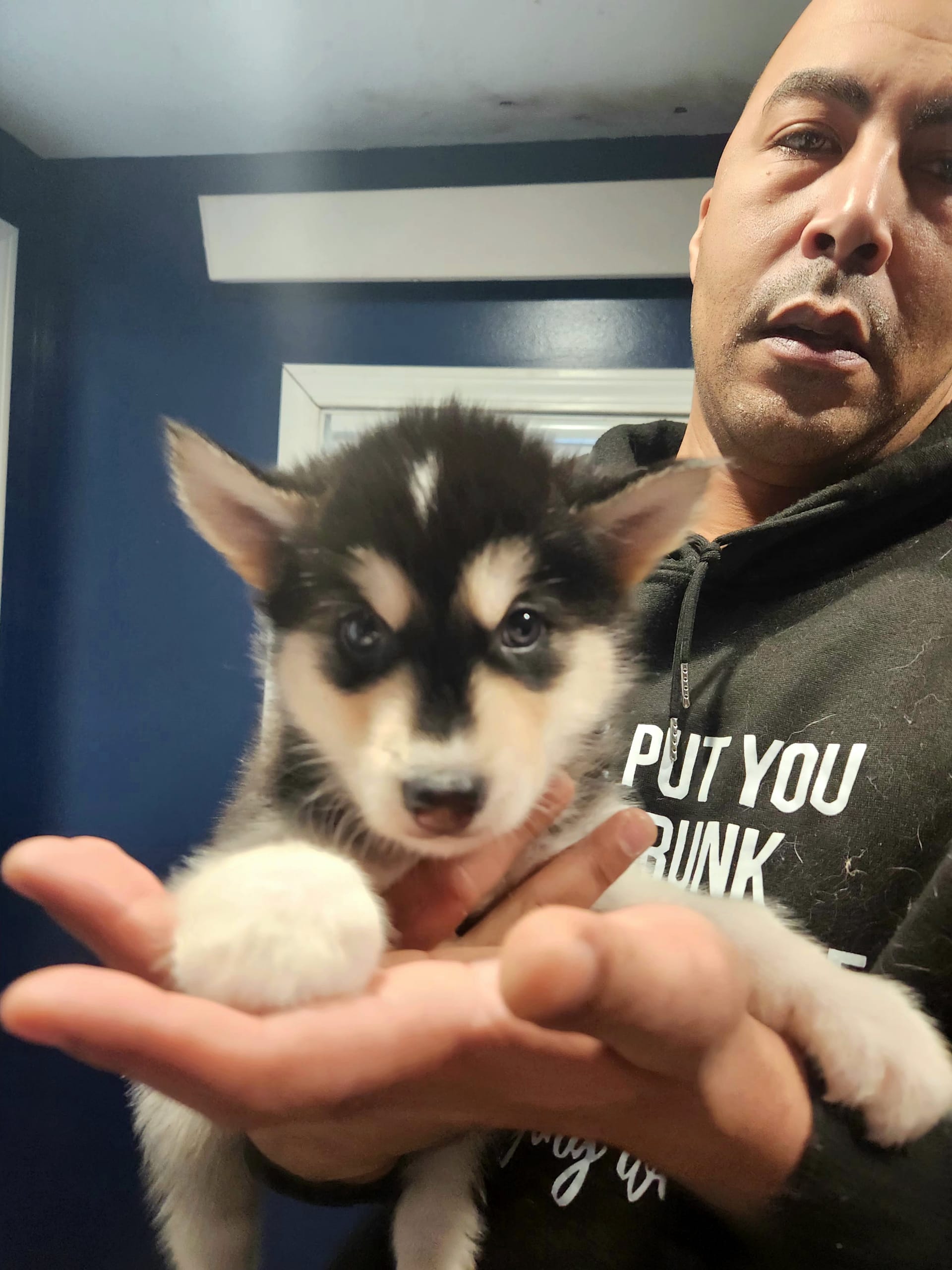Ben Alaskan Malamute and Siberian Husky Hybrid Puppy for Sale in