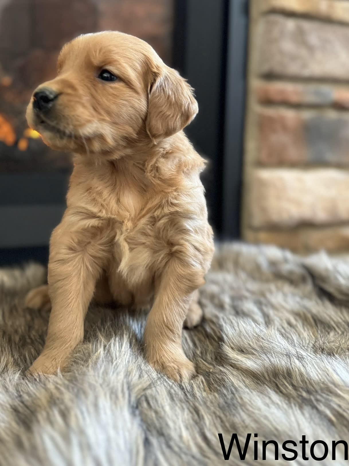 Lancaster Puppies Golden Retriever - fwuznxa