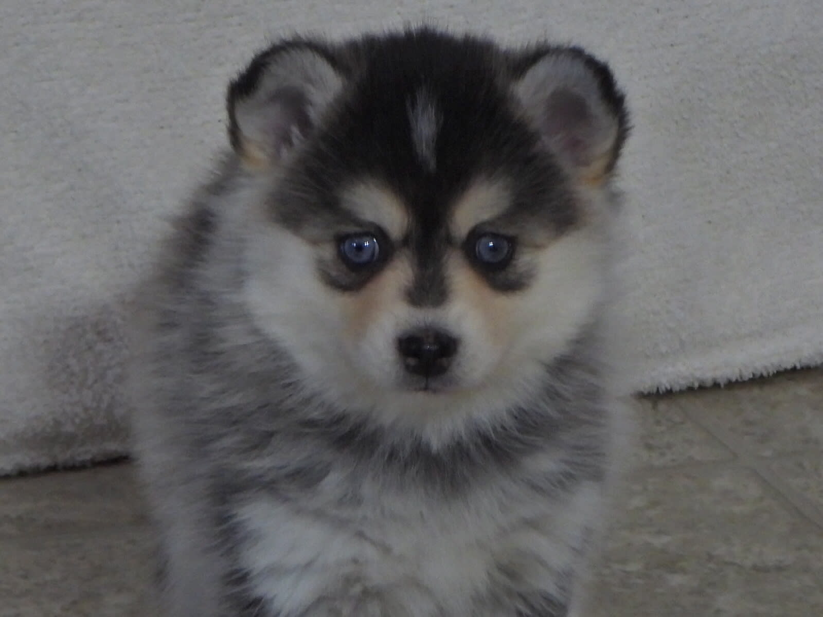 Sally Pomsky Puppy for Sale in Walhonding, OH Lancaster Puppies