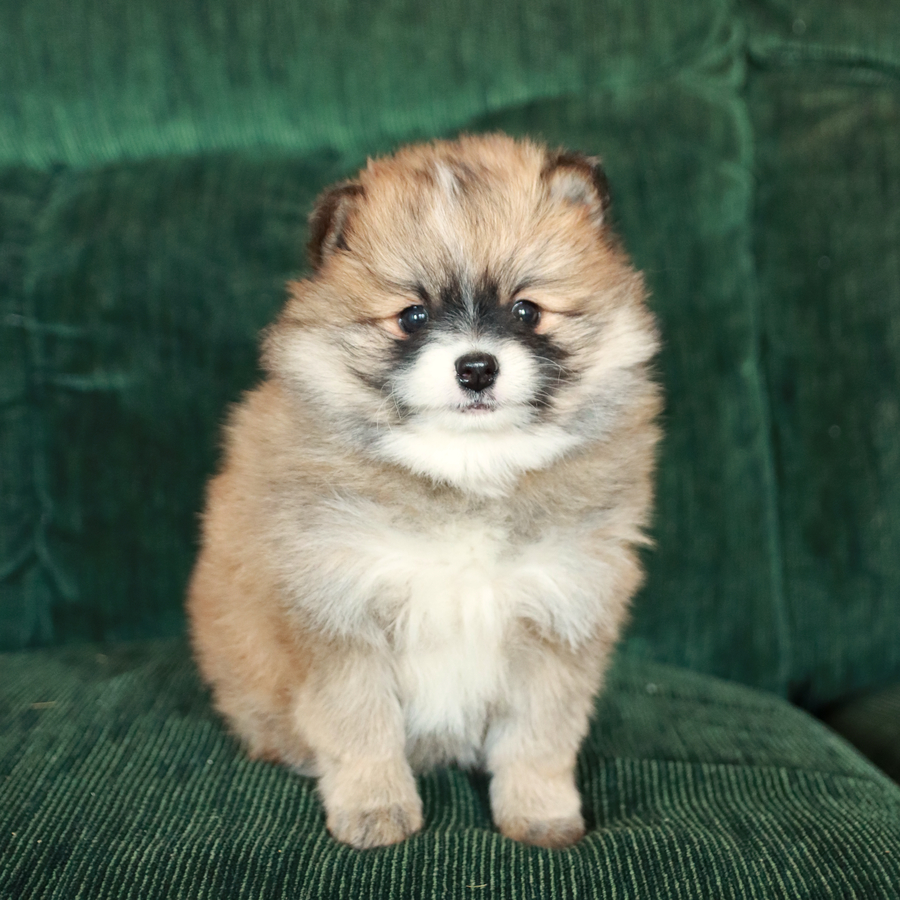 Zeke - Pomeranian Puppy for Sale in Spring Mills, PA | Lancaster Puppies