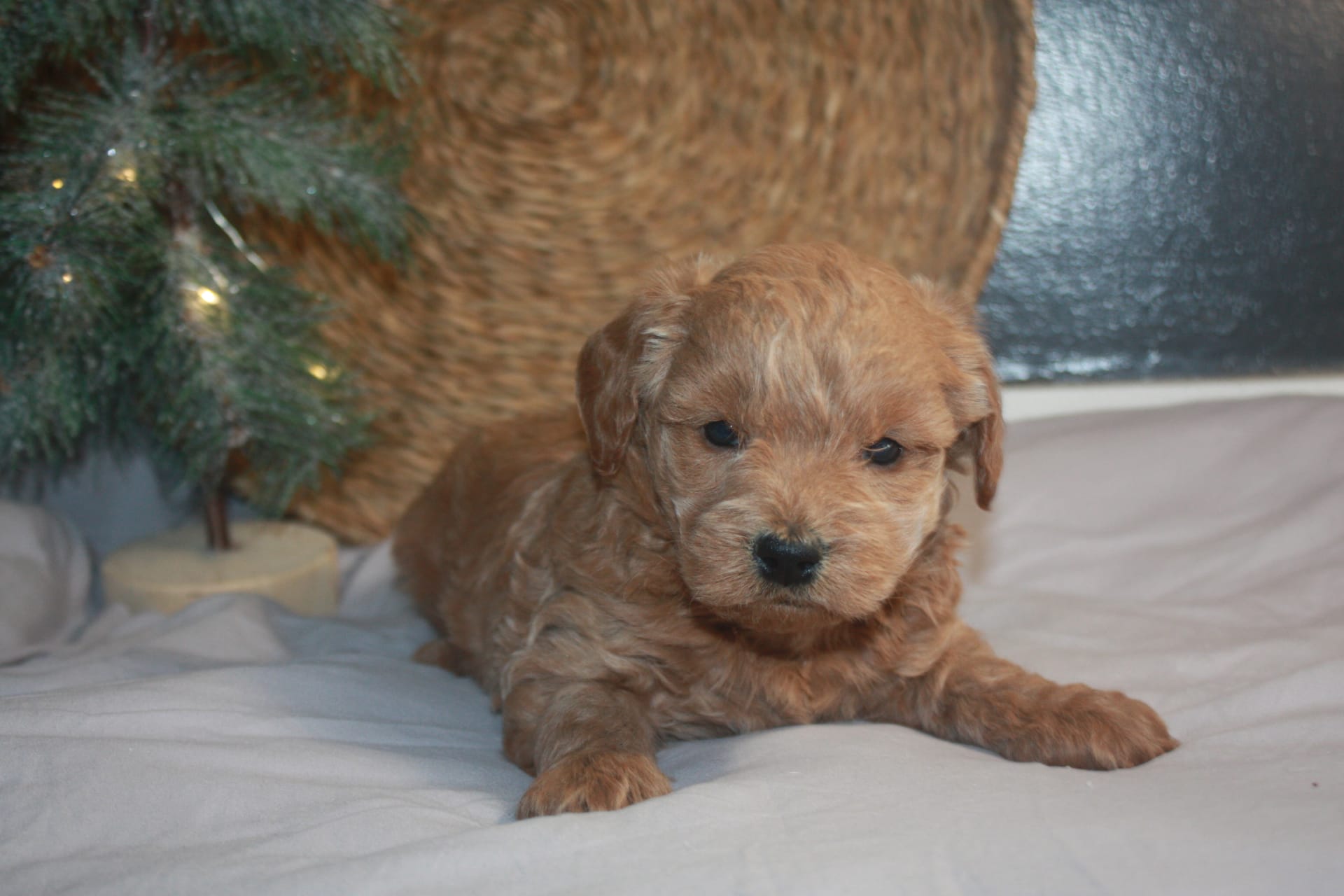 Meekamicro Mini Goldendoodle Puppy for Sale in Shipshewana, IN