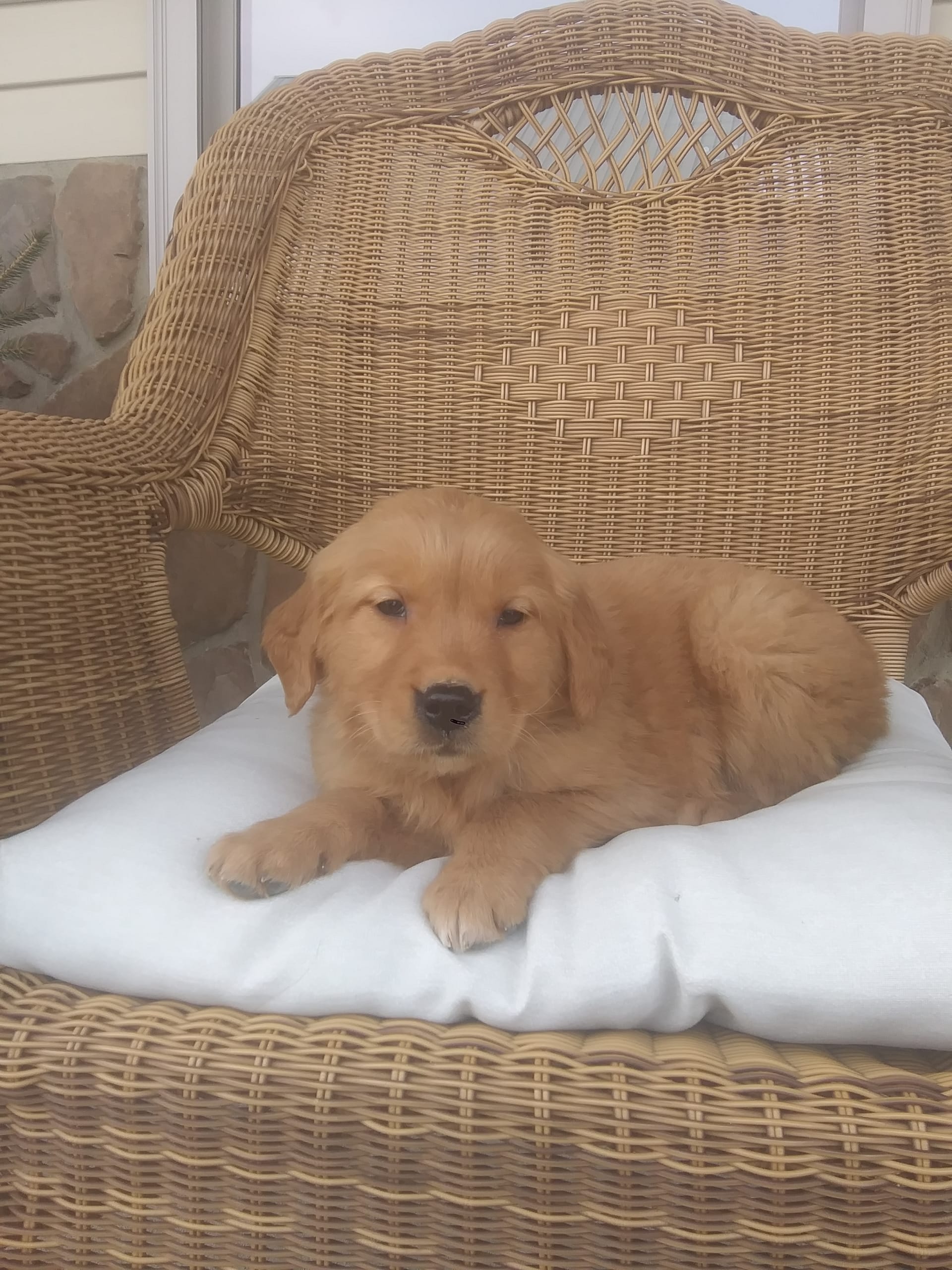Lancaster Puppies Golden Retriever - tm543df