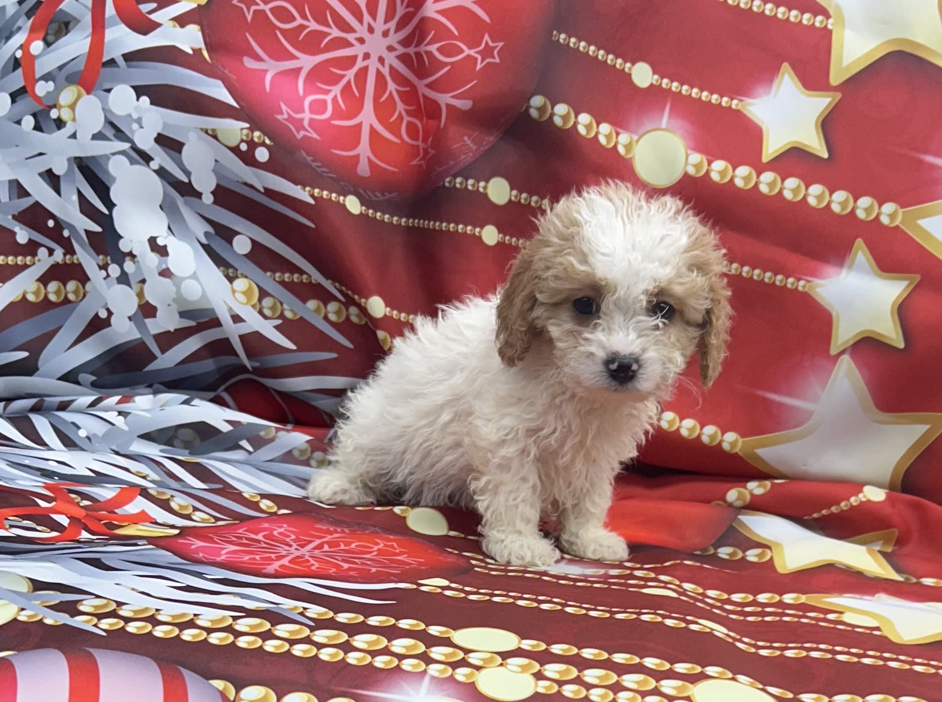 Zee Cavapoo Puppy for Sale in Commodore, PA Lancaster Puppies