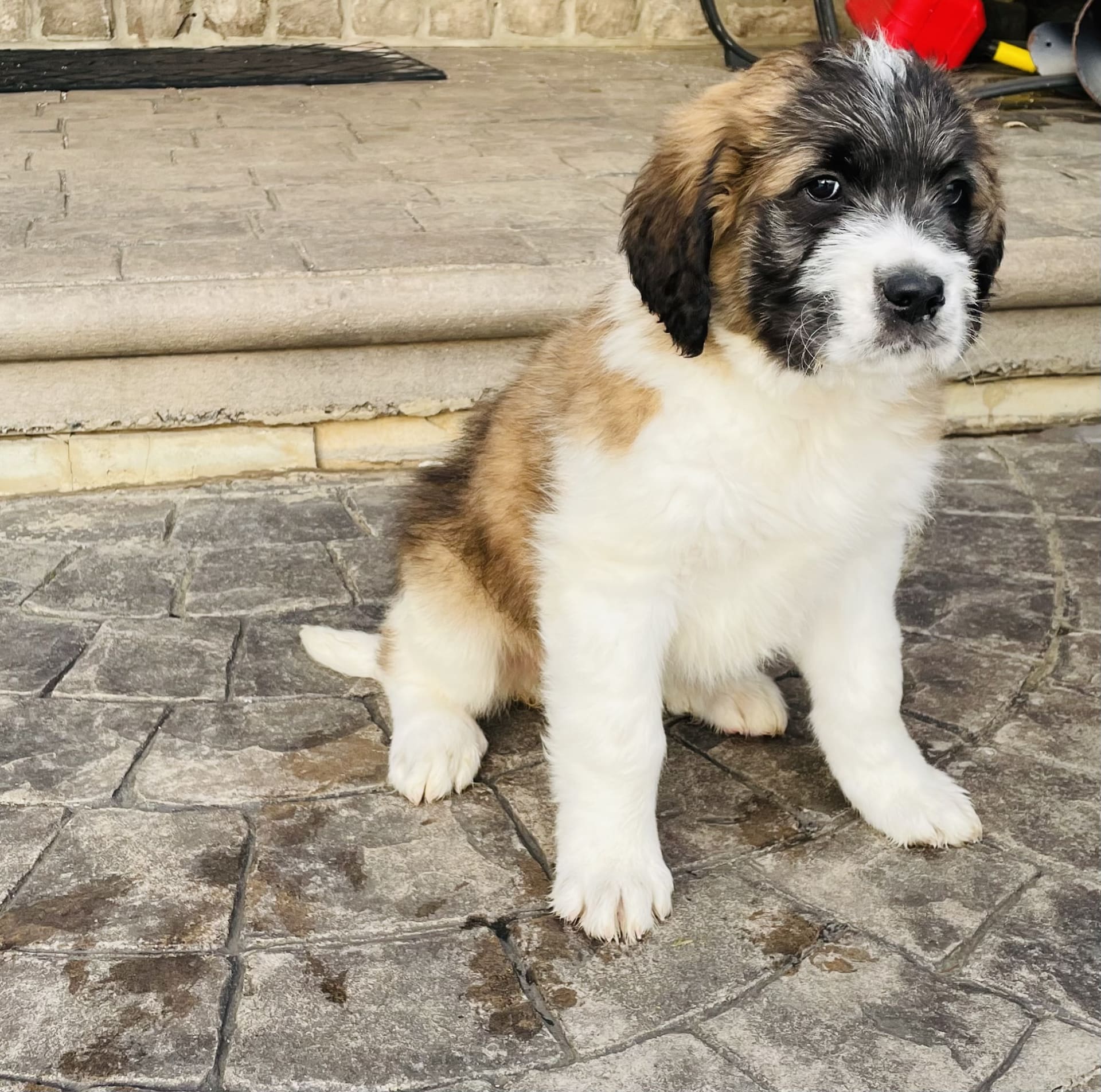 Becky - Saint Bernard Puppy for Sale in Lititz, PA | Lancaster Puppies