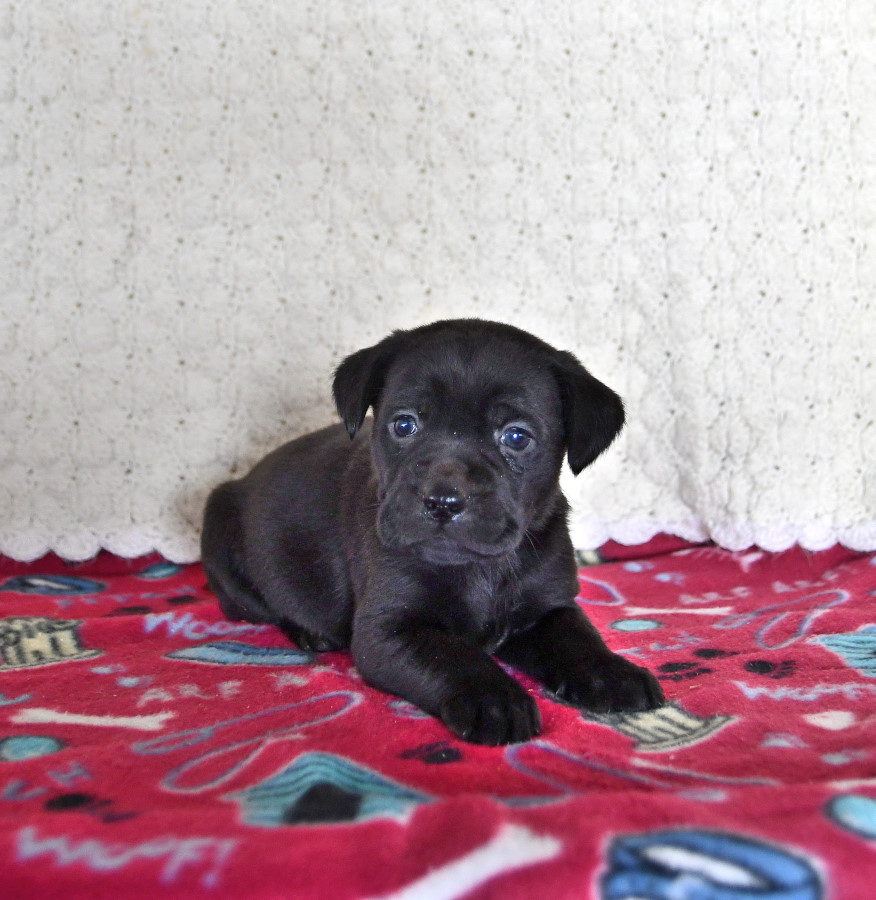 Allen Labrador Retriever Puppy for Sale in Kinsman, OH Lancaster