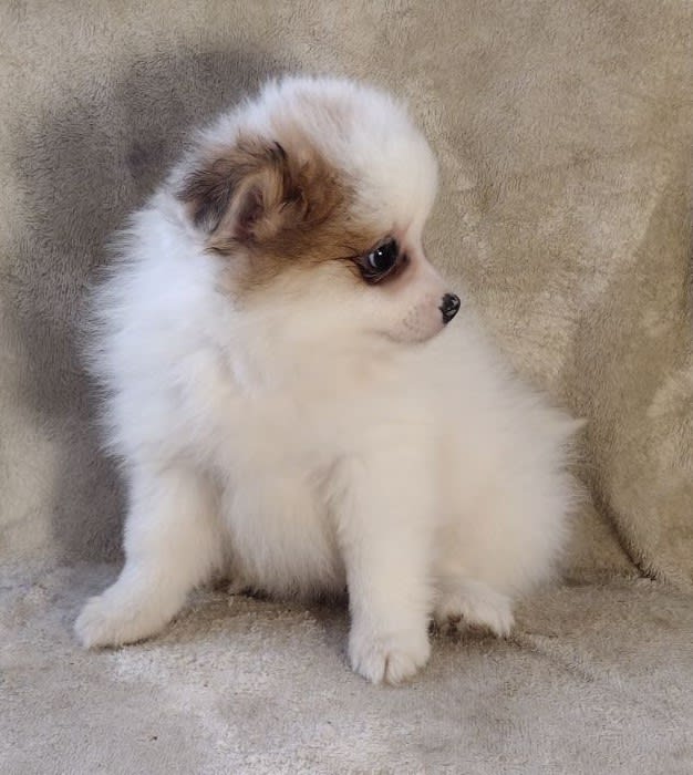 Misty Pomeranian Puppy for Sale in St Louis MO Lancaster Puppies