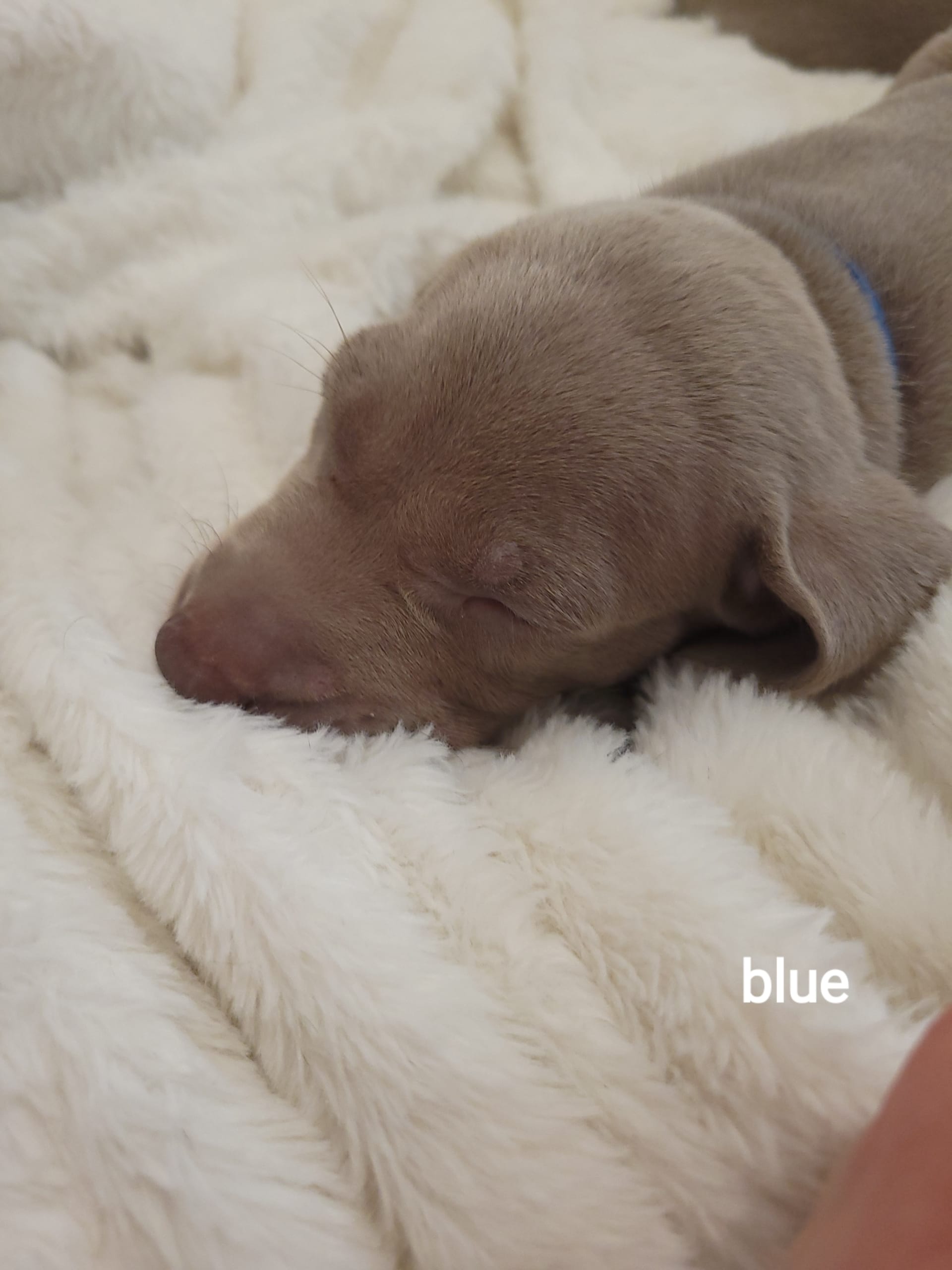 Akc weimaraner cheap puppies