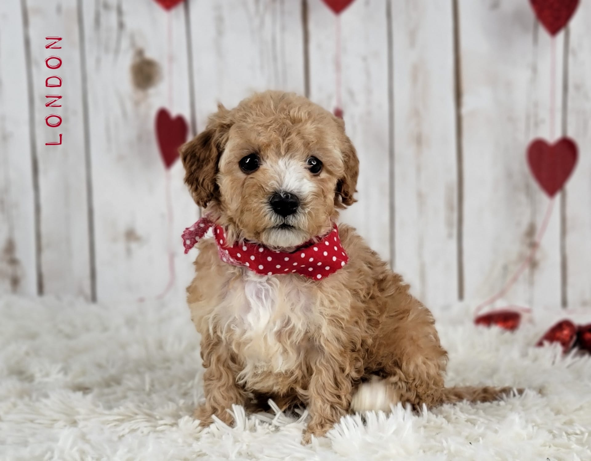 London Cavapoo Puppy for Sale in BERLIN, OH Lancaster Puppies