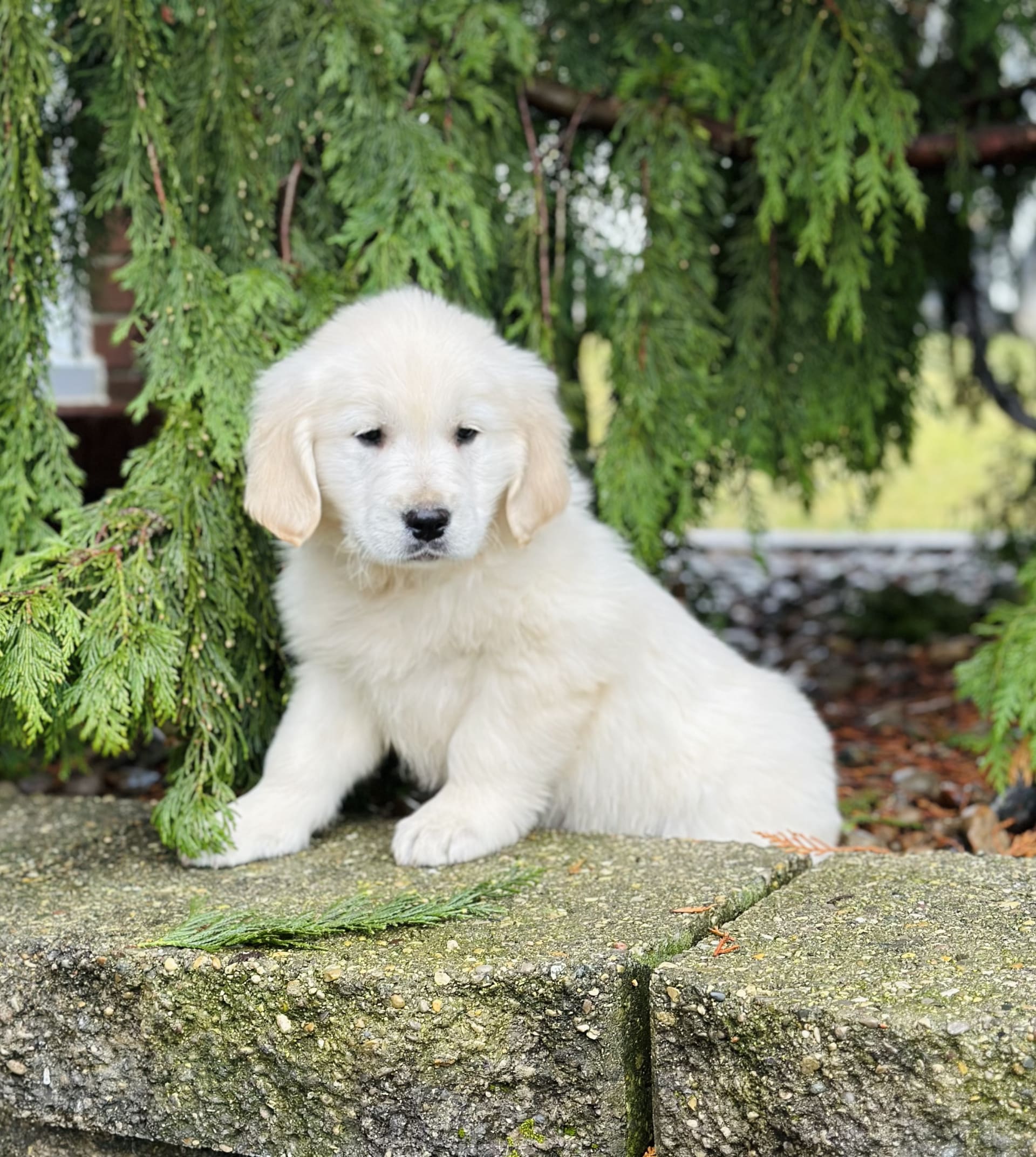 Lancaster Puppies Golden Retriever - brl0q0s